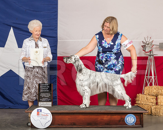 English Setter #6 Sat OHG4 Judge Paula Hartinger-SSR_0928-HR3