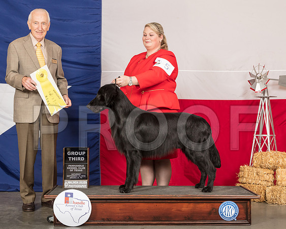 Flat Coated Retriever #5 Sat G3 Judge Roger Hartinger-SSR_0902-HR3
