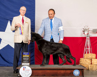 German Shepherd Dog #8 BOB WB Judge Allen Odom