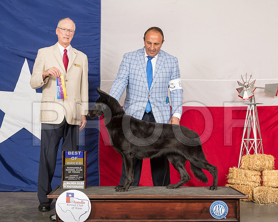 German Shepherd Dog #8 BOB WB Judge Allen Odom-SSR_1027-HR3
