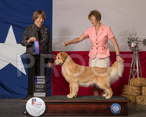 Golden Retriever #12 Sat WB Judge Lori Nelson-SSR_0873-HR3