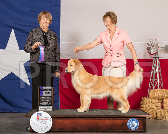Golden Retriever #12 Sat WB Judge Lori Nelson-SSR_0874-HR3