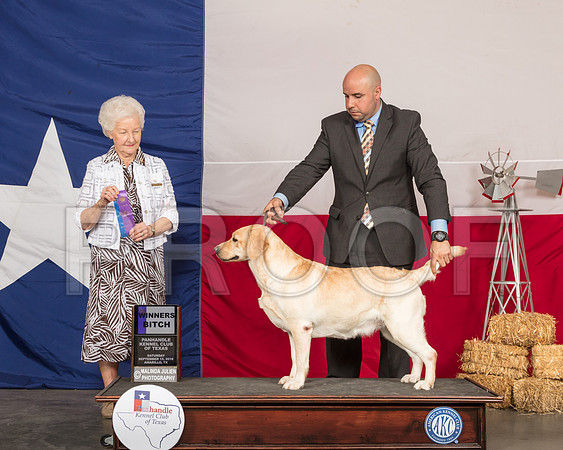 Labrador Retriever #10 Sat WB Judge Paula Hartinger-SSR_0981-HR3