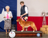 Nova Scotia Duck Tolling Retriever #5 Sat OHG1 Judge Paula Hartinger