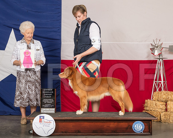 Nova Scotia Duck Tolling Retriever #5 Sat OHG1 Judge Paula Hartinger-SSR_0919-HR3