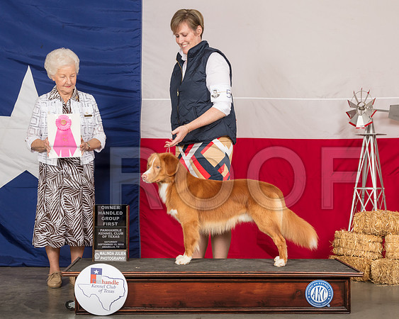 Nova Scotia Duck Tolling Retriever #5 Sat OHG1 Judge Paula Hartinger-SSR_0922-HR3