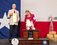 Poodle Toy #22 Sat G3 Judge Allen Odom