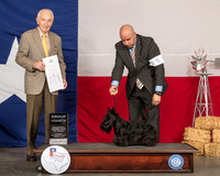 Scottish Terrier #5 Sat G4 Judge Roger Hartinger