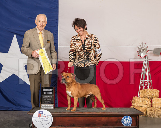 Staffordshire Bull Terrier #5 Sat G3 Judge Roger Hartinger-SSR_0983-HR3
