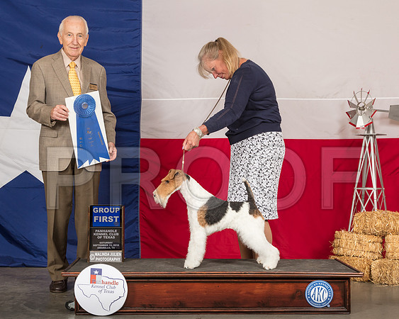 Wire Fox Terrier #5 Sat G1 Judge Roger Hartinger-SSR_0896-HR3