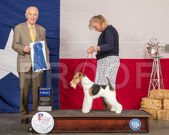 Wire Fox Terrier #5 Sat G1 Judge Roger Hartinger-SSR_0898-HR3