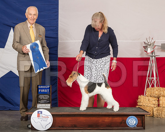 Wire Fox Terrier #5 Sat G1 Judge Roger Hartinger-SSR_0899-HR3