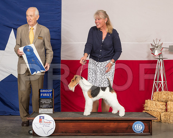 Wire Fox Terrier #5 Sat G1 Judge Roger Hartinger-SSR_0900-HR3