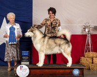 Alaskan Malamute #5 Sat G1 Judge Paula Hartinger