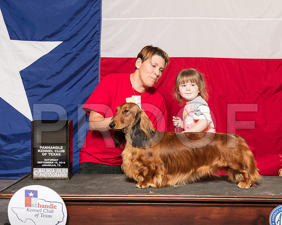 Dachshund Longhaired #Adorble B Match Matias Melissa Mato-SSR_1130-HR3