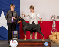 Doberman Pinscher #18 Sat WB Judge Lori Nelson