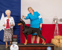 Doberman Pinscher #22 Sat G2 Judge Paula Hartinger