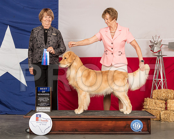 Golden Retriever #7 Sat BOW WD-SSR_1081-HR3