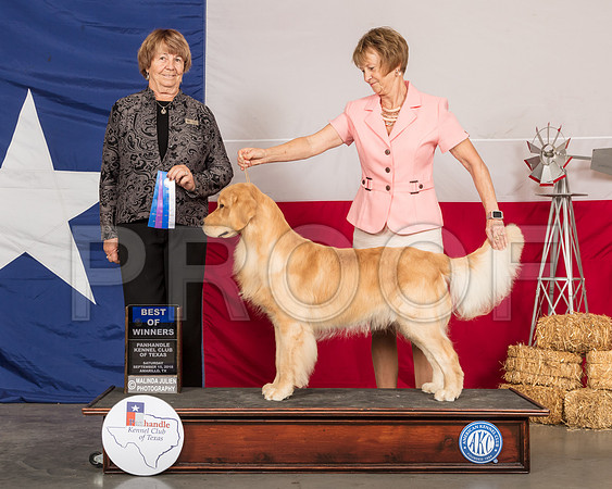 Golden Retriever #7 Sat BOW WD-SSR_1083-HR3