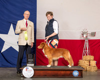 Nova Scotia Duck Tolling Retriever #5 Sat OHRBIS