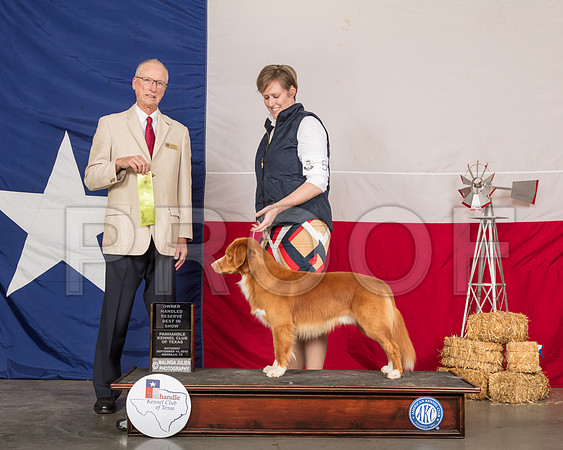 Nova Scotia Duck Tolling Retriever #5 Sat OHRBIS-SSR_1112-HR3