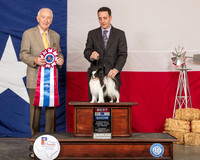 Papillon #6 Sat BIS Judge Roger Hartinger