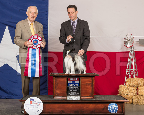 Papillon #6 Sat BIS Judge Roger Hartinger-SSR_1074-HR3
