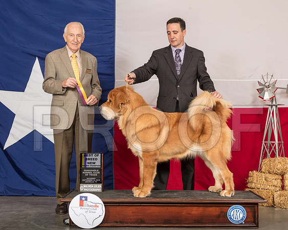 Tibetan Mastiff #10 Sat BOB NGrCh Judge Roger Hartinger-SSR_1078-HR3