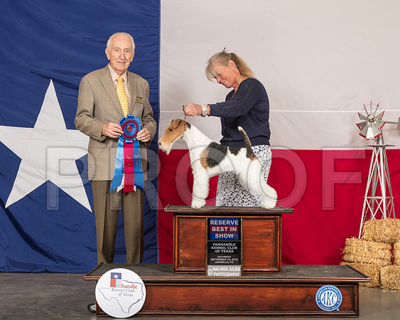 Wire Fox Terrier #5 Sat RBIS Judge Roger Hartinger-SSR_1069-HR3