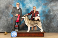 Alaskan Malamute #6 Sun G2 Judge