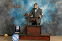 American Hairless Terrier #7 sun WD Judge Nancy Lovelady