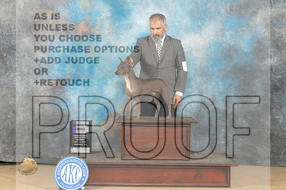 American Hairless Terrier #7 sun WD Judge Nancy Lovelady_JP_0903_CCKC2023_HR3