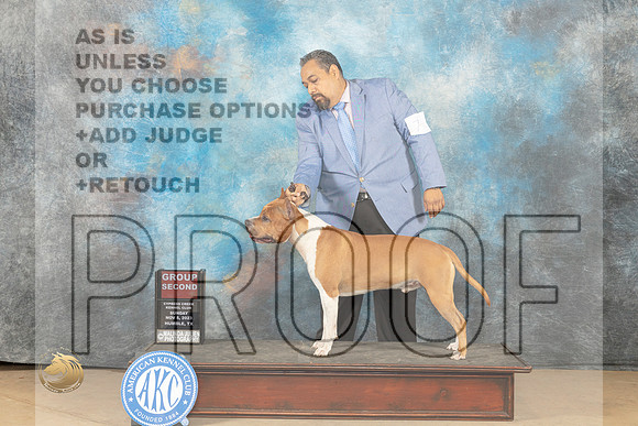 American Staffordshire Terrier #7 Sun G2 Judge Nancy Lovelady _JP_0916_CCKC2023_HR3