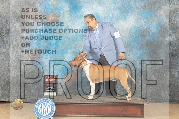 American Staffordshire Terrier #7 Sun G2 Judge Nancy Lovelady _JP_0921_CCKC2023_HR3