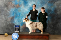 Australian Shepherd #5 sun WDBOW Judge John Schoeneman