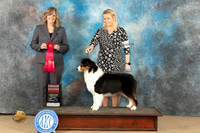 Auatralian Shepherd #18 Sun G2 Judge Danelle M Brown