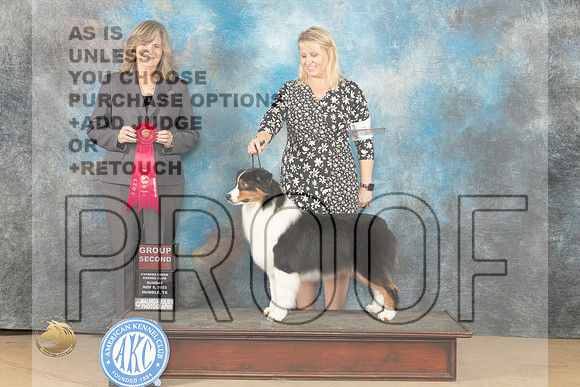 Auatralian Shepherd #18 Sun G2 Judge Danelle M Brown_JP_0958_CCKC2023_HR3