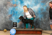 Black & Tan Coonhound #6