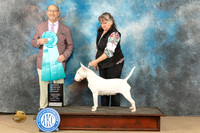 Bull Terrier White #8 Sun OHBIS Judge Eddy Dziuk