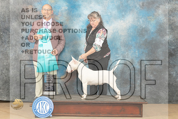 Bull Terrier White #8 Sun OHBIS Judge Eddy Dziuk_JP_1151_CCKC2023_HR3