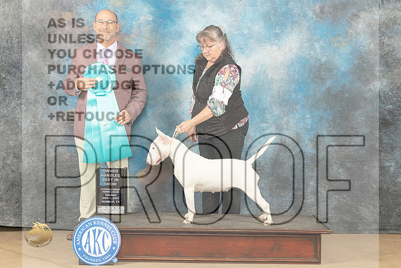 Bull Terrier White #8 Sun OHBIS Judge Eddy Dziuk_JP_1153_CCKC2023_HR3