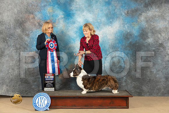 Cardigan Welsh Corgi #11 Sun Judge Diane Kroll_JP_1129_CCKC2023_HR3