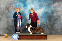 Cardigan Welsh Corgi #11 Sun Judge Diane Kroll