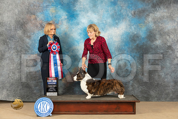 Cardigan Welsh Corgi #11 Sun Judge Diane Kroll_JP_1128_CCKC2023_HR3