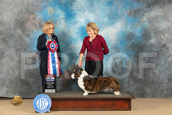 Cardigan Welsh Corgi #11 Sun Judge Diane Kroll_JP_1131_CCKC2023_HR3