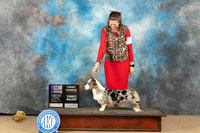 Cardigan Welsh Corgi #22 sun WD maj Judge John Schoeneman