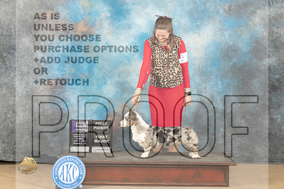 Cardigan Welsh Corgi #22 sun WD maj Judge John Schoeneman _JP_0867_CCKC2023_HR3