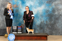 Chihuahua Smooth #5 Sun BOWBOBCH Judge Kelly Reimschiissell