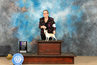 Chihuahua Smooth #6 Sun Judge Kelly Reimschiissell