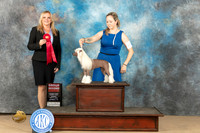 Chinese Crested #6 Sun G2 Judge Kelly Reimschiissel